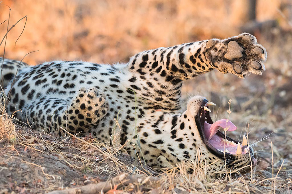 Wildlife-Fotografie in Sambia