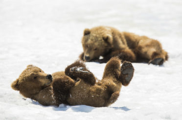 Kamtschatka – Braunbären im Frühsommer