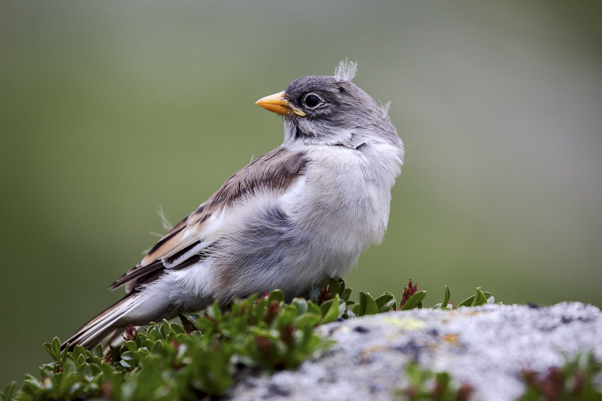 Die unberührte Vogelwelt im Nationalpark Hohe Tauern – Osttirol