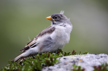 Die unberührte Vogelwelt im Nationalpark Hohe Tauern – Osttirol